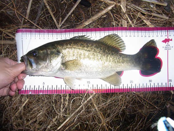 バス釣り 琵琶湖