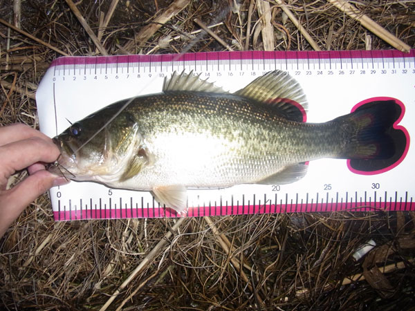 バス釣り 琵琶湖