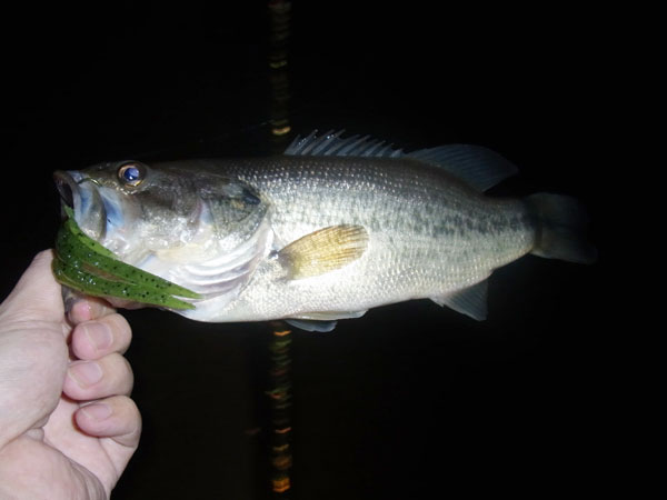 バス釣り 琵琶湖