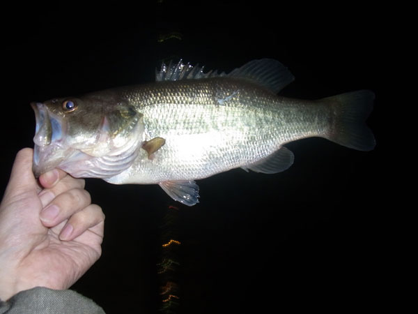 バス釣り 琵琶湖