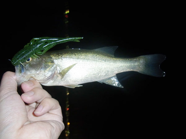 バス釣り 琵琶湖