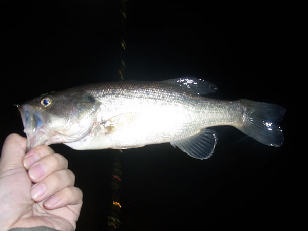 バス釣り 琵琶湖