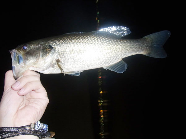 バス釣り 琵琶湖