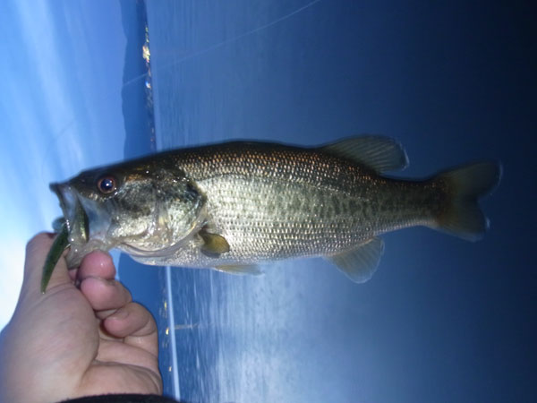 バス釣り 琵琶湖