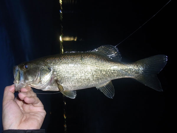 バス釣り 琵琶湖