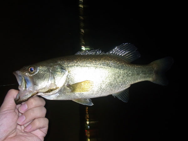 バス釣り 琵琶湖