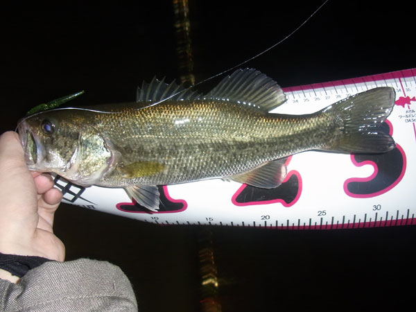 バス釣り 琵琶湖