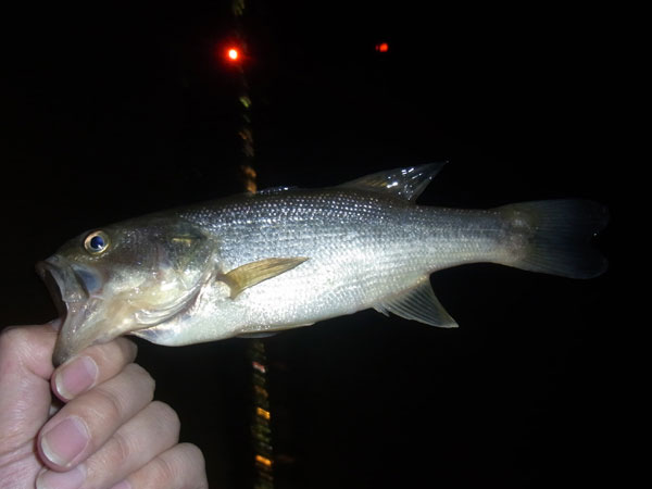 バス釣り 琵琶湖