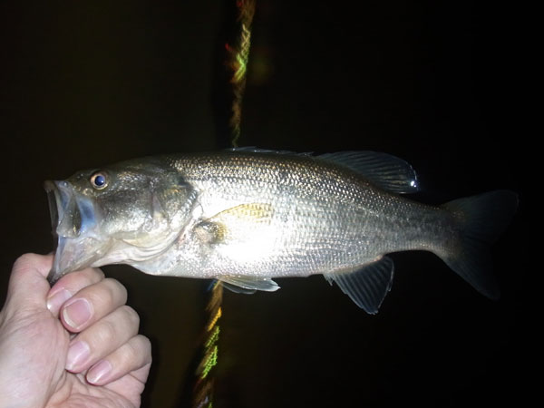 バス釣り 琵琶湖