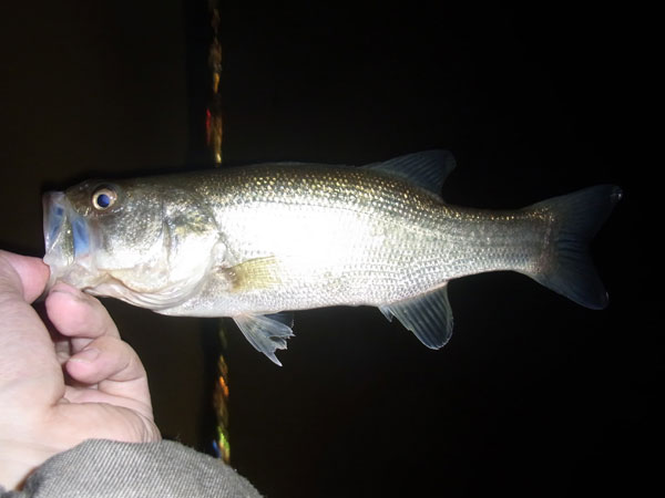 バス釣り 琵琶湖