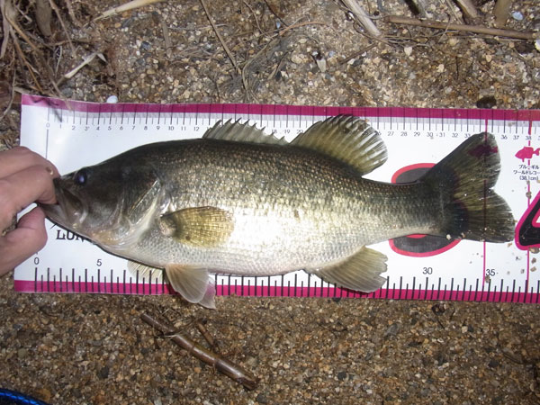 バス釣り 琵琶湖