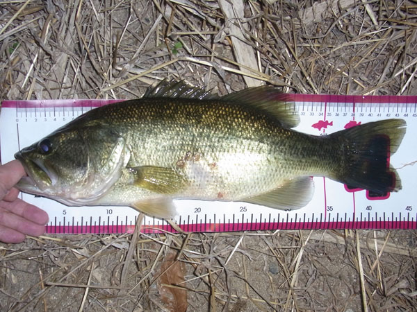 バス釣り 琵琶湖