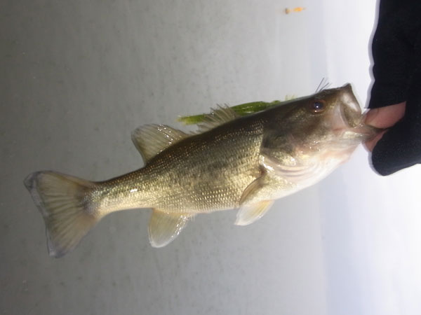 バス釣り 琵琶湖