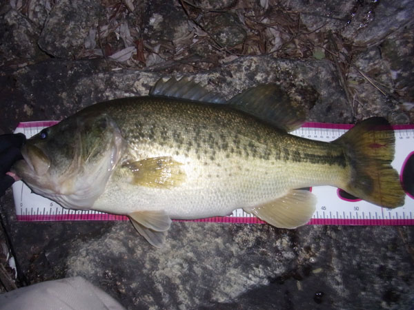 バス釣り 琵琶湖