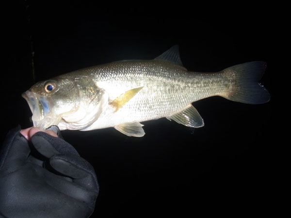 バス釣り 琵琶湖