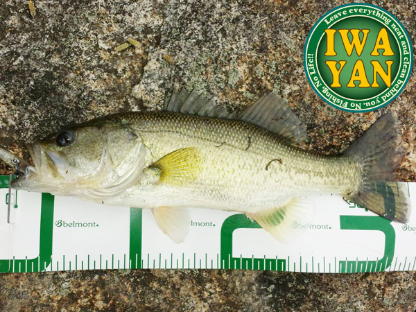 バス釣り 琵琶湖