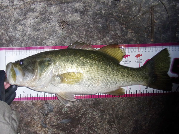 バス釣り 琵琶湖