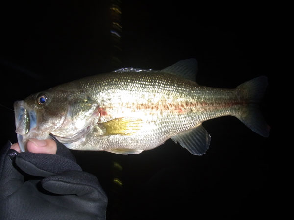 バス釣り 琵琶湖