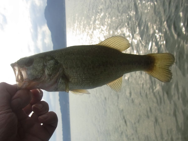 バス釣り 琵琶湖