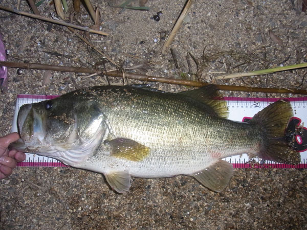 バス釣り 琵琶湖