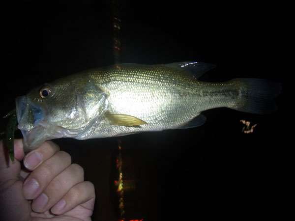 バス釣り 琵琶湖