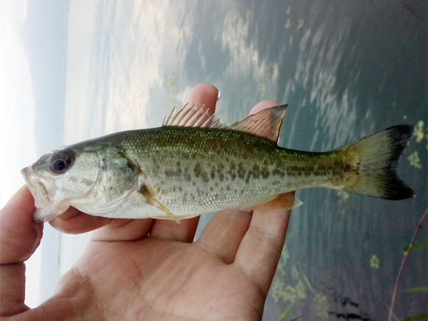 バス釣り 琵琶湖