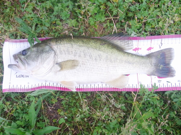 バス釣り 琵琶湖