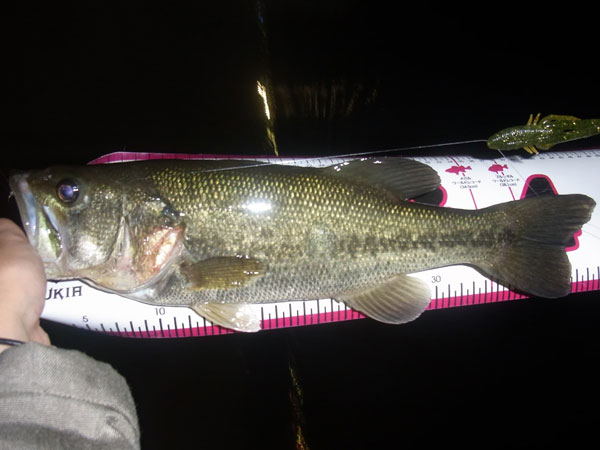 バス釣り 琵琶湖