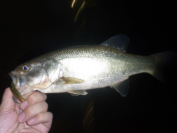 バス釣り 琵琶湖