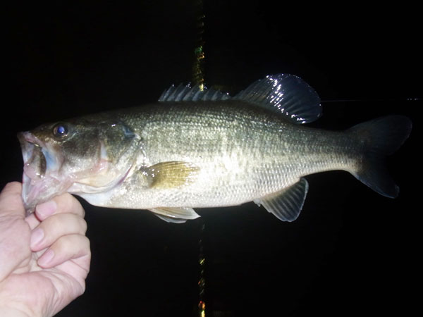 バス釣り 琵琶湖