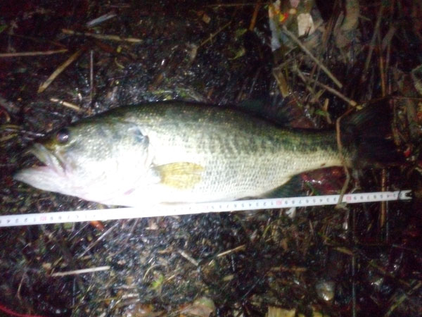 バス釣り 琵琶湖