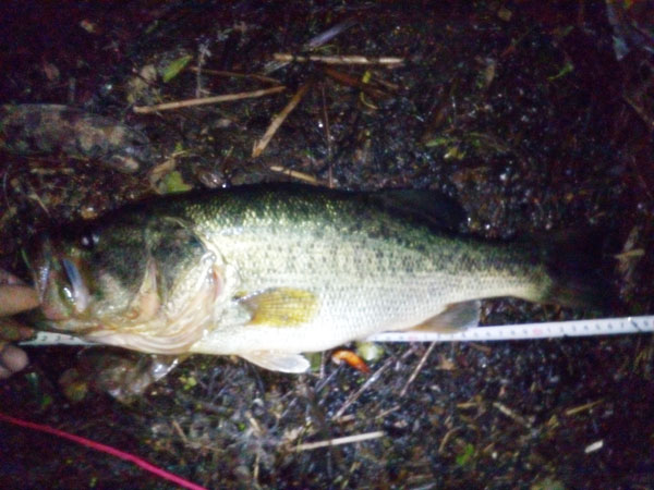 バス釣り 琵琶湖