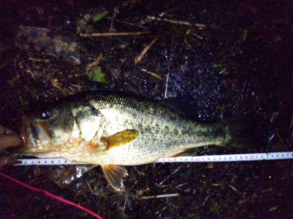 バス釣り 琵琶湖