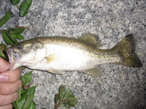 バス釣り 琵琶湖