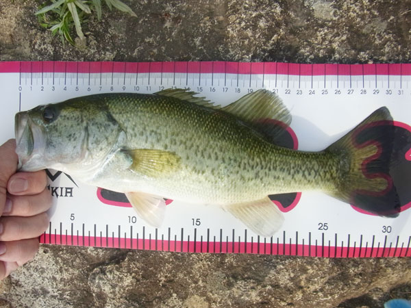 バス釣り 琵琶湖