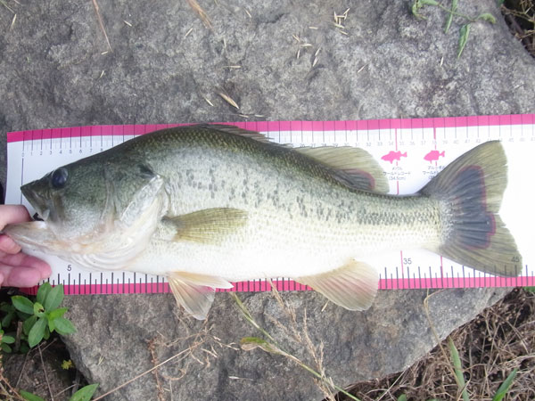 バス釣り 琵琶湖