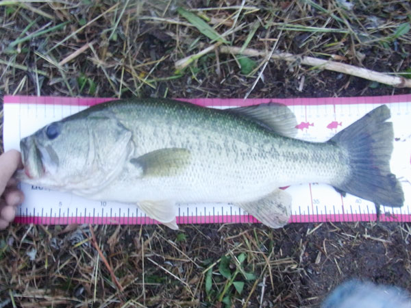 バス釣り 琵琶湖