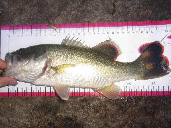 バス釣り 琵琶湖