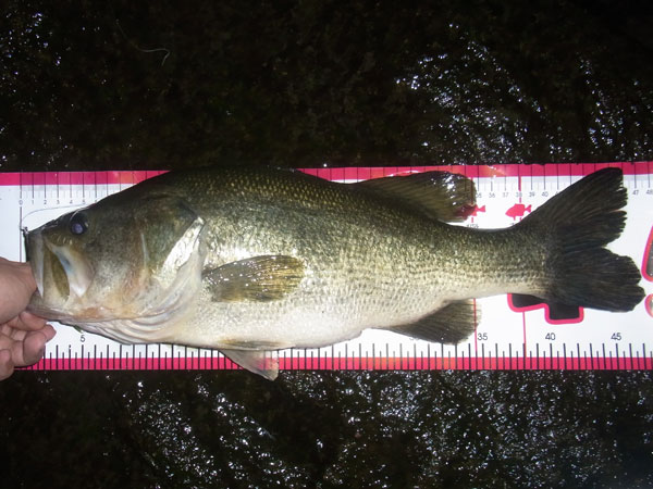 バス釣り 琵琶湖