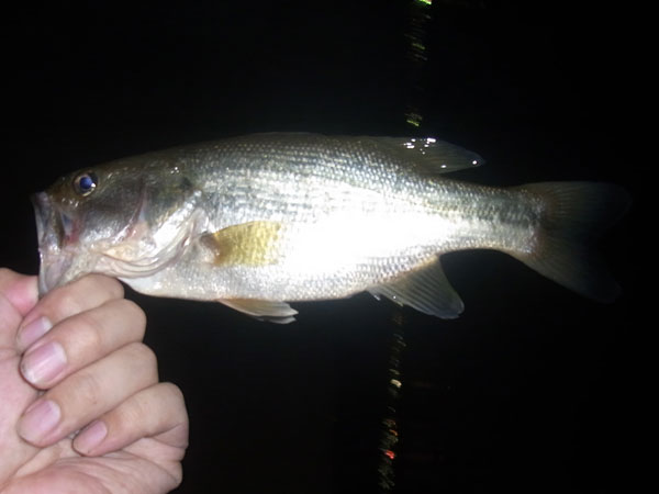 バス釣り 琵琶湖