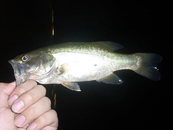 バス釣り 琵琶湖