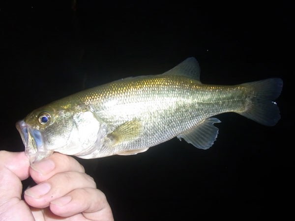 バス釣り 琵琶湖