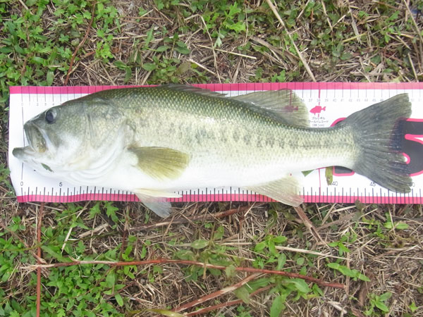 バス釣り 琵琶湖