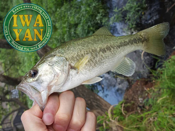 バス釣り 琵琶湖