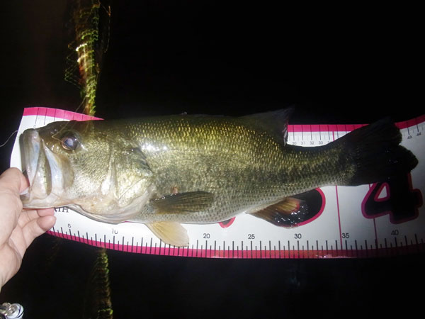 バス釣り 琵琶湖