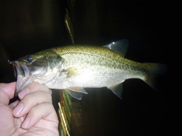 バス釣り 琵琶湖