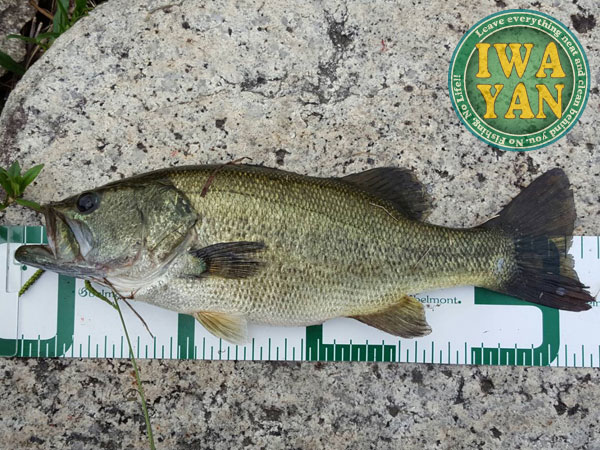 バス釣り 琵琶湖