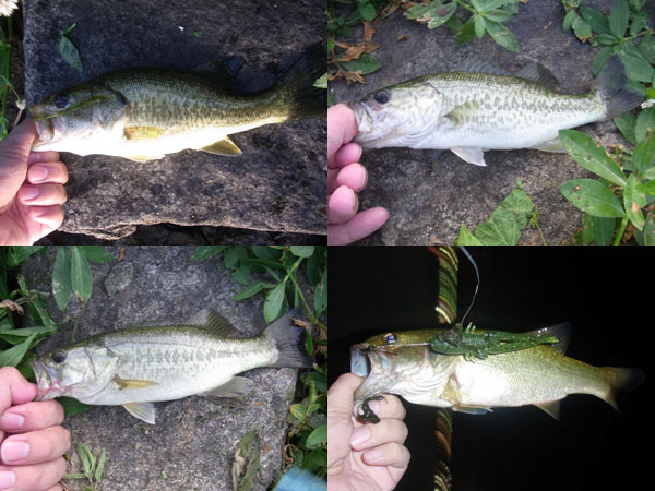 バス釣り 琵琶湖