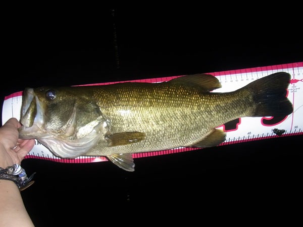 バス釣り 琵琶湖