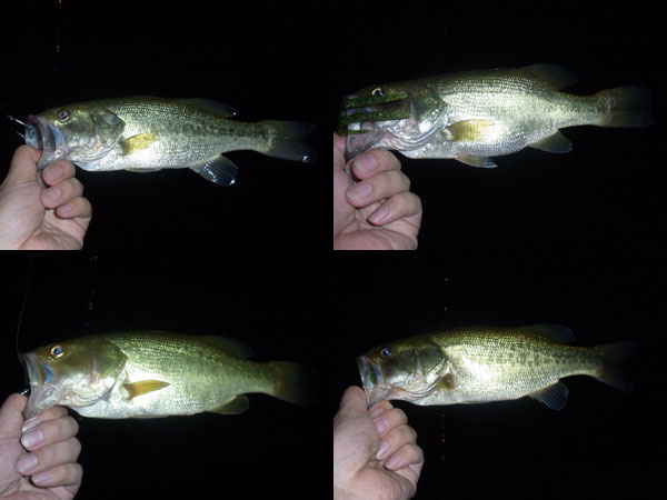 バス釣り 琵琶湖